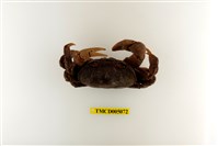 藏品(圓形圓盤蟹)的圖片